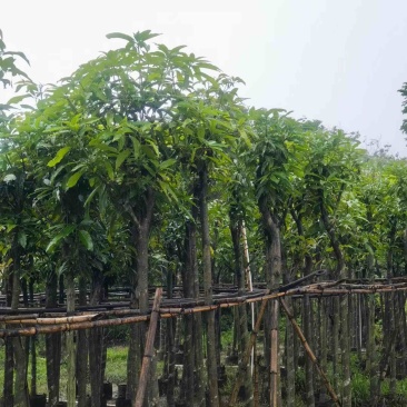 芒果树5～15公分基地直销规格齐全欢迎老板来电咨询
