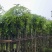 芒果树5～15公分基地直销规格齐全欢迎老板来电咨询