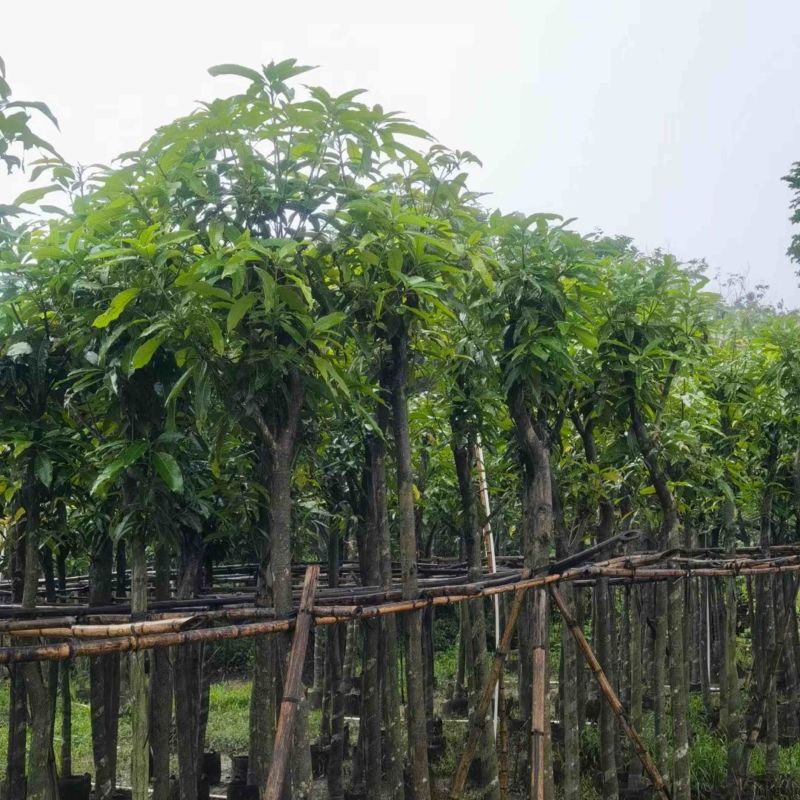 芒果树5～15公分基地直销规格齐全欢迎老板来电咨询