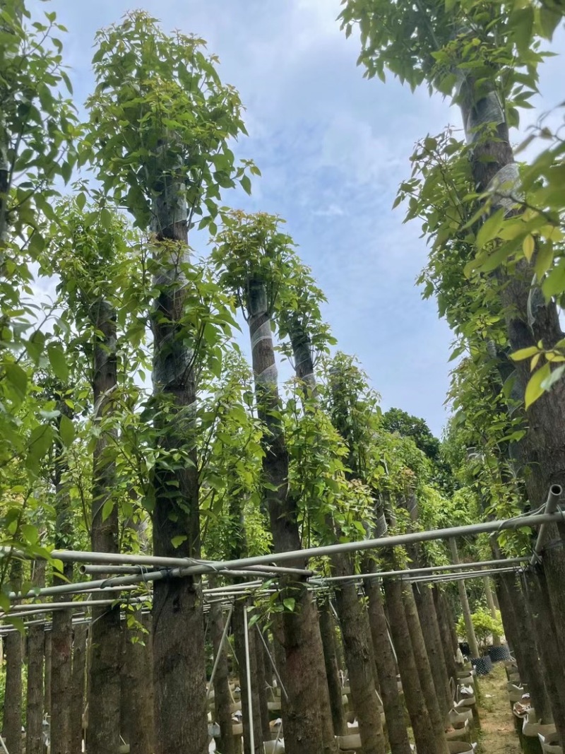 杀头香樟12～18公分基地直销规格齐全欢迎老板来电