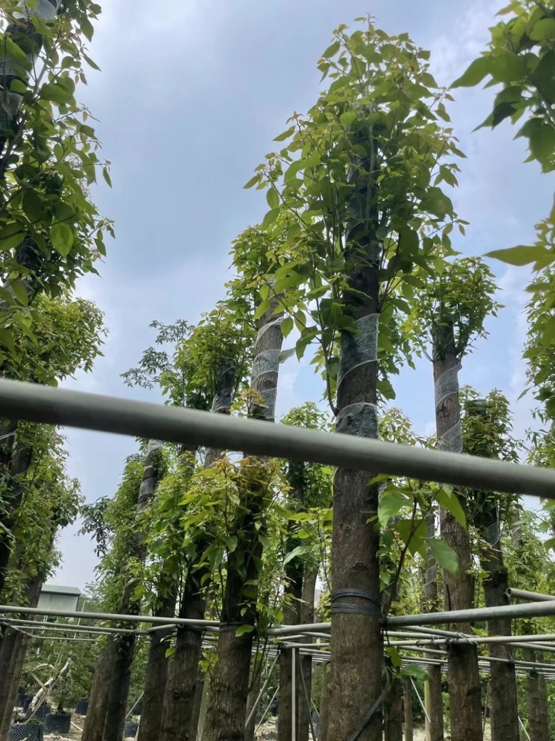 杀头香樟12～18公分基地直销规格齐全欢迎老板来电