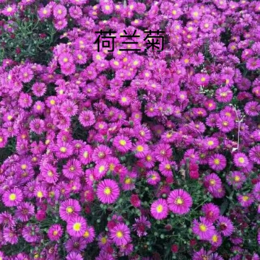 荷兰菊