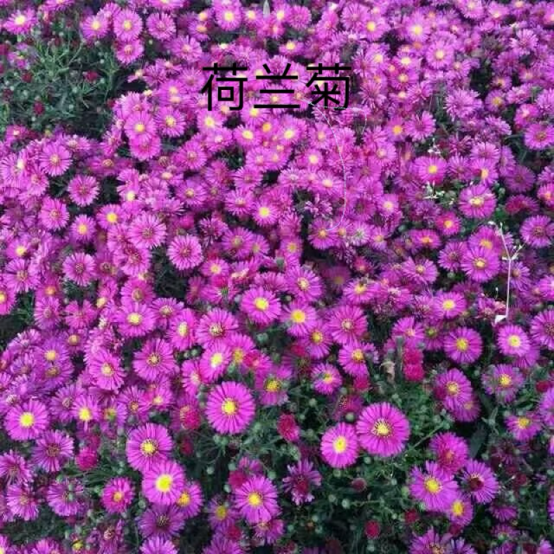 荷兰菊