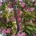 樱花苗红叶绿叶樱花各种规格樱花树苗直径1-20厘米
