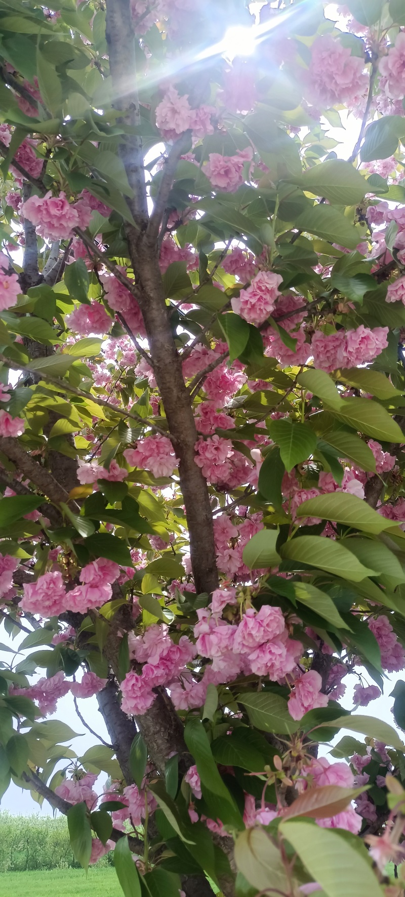 樱花树红叶绿叶樱花各种规格樱花树苗直径1-20厘米