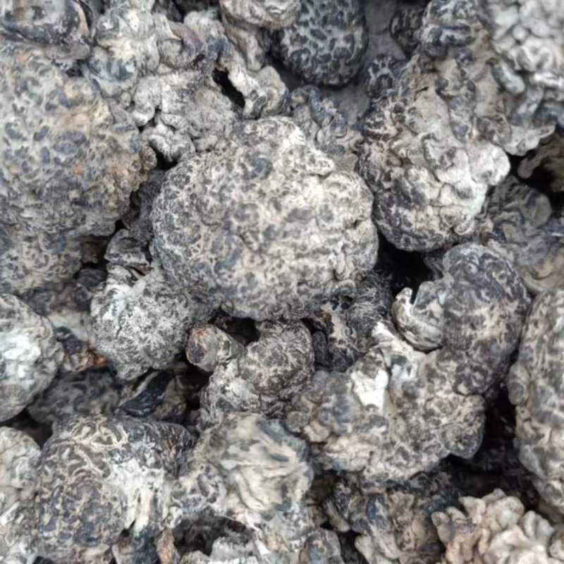 核桃菌，精选大个核桃菌，产地直销，食用菌干货