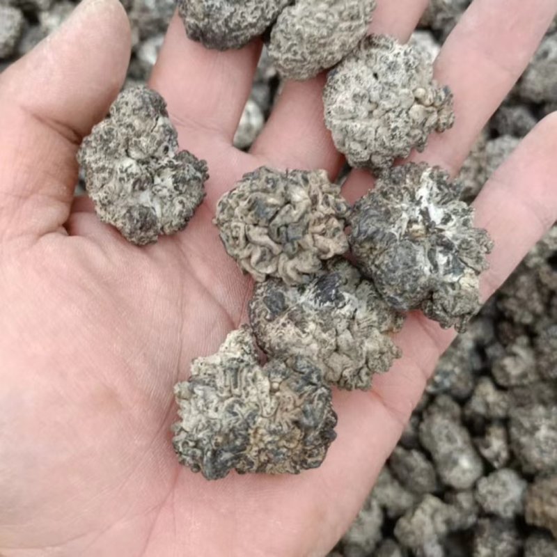 核桃菌，精选大个核桃菌，产地直销，食用菌干货