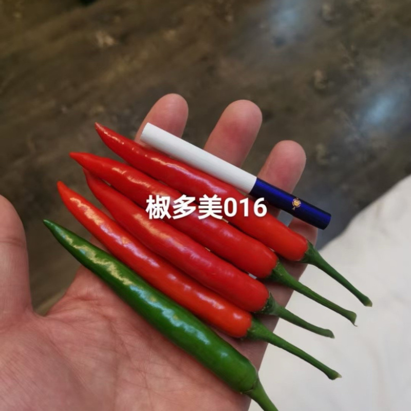 椒多美016小米椒种子，大果型品种，杂交一代品种种子