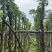 秋枫树10～12公分基地直销规格齐全欢迎老板来电咨询