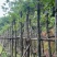 秋枫树10～12公分基地直销规格齐全欢迎老板来电咨询