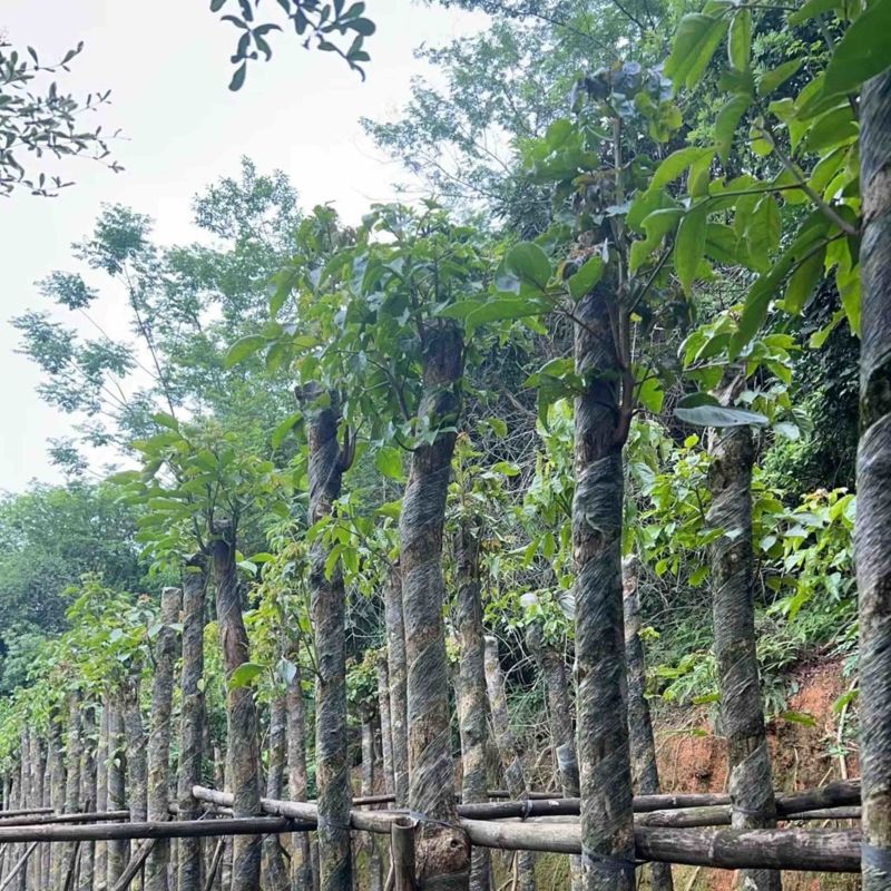秋枫树10～12公分基地直销规格齐全欢迎老板来电咨询