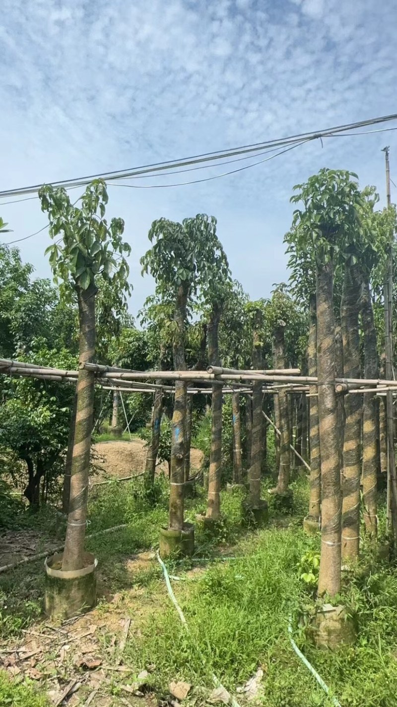 秋枫树10～12公分基地直销规格齐全欢迎老板来电咨询
