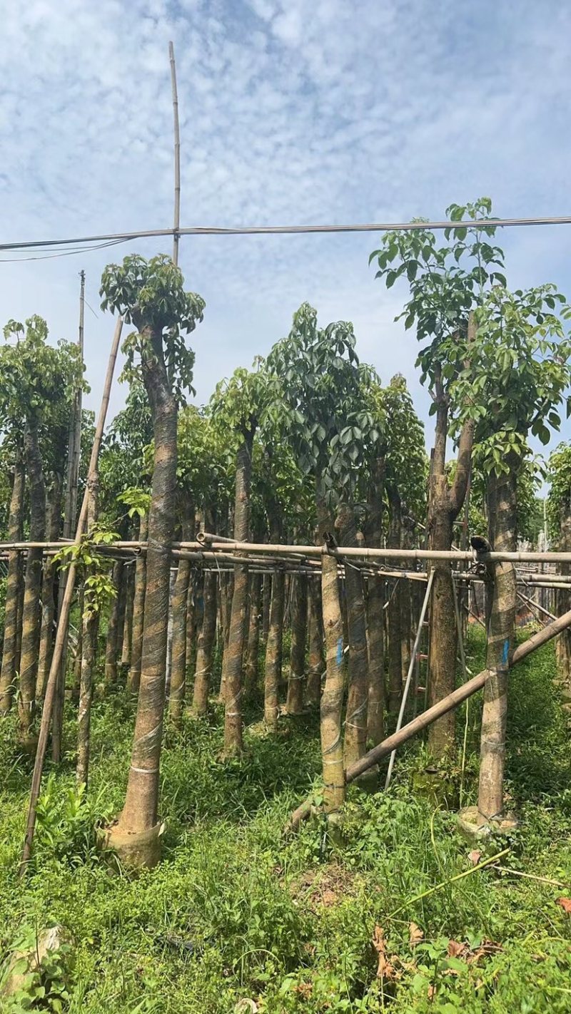 秋枫树10～12公分基地直销规格齐全欢迎老板来电咨询