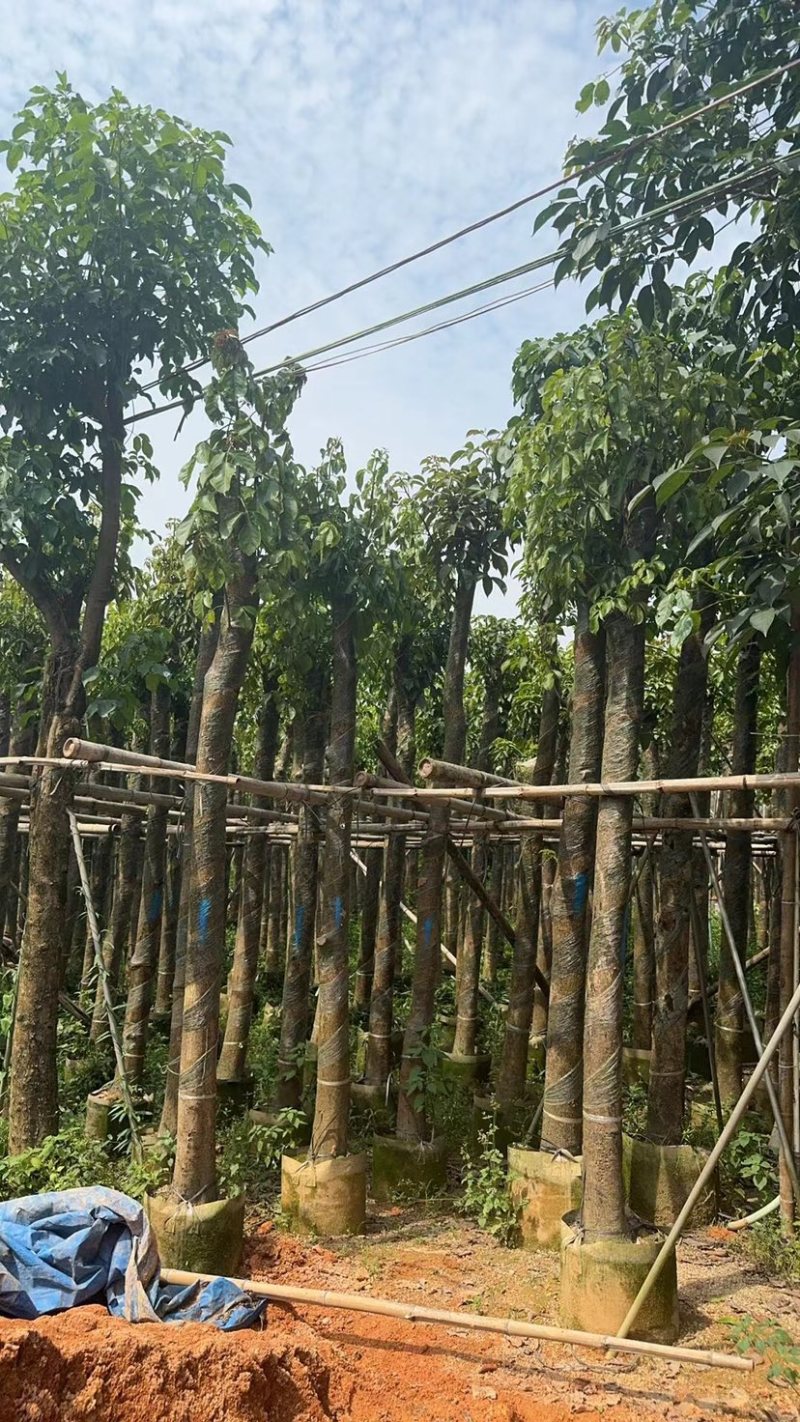 秋枫树10～12公分基地直销规格齐全欢迎老板来电咨询