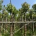 秋枫树10～12公分基地直销规格齐全欢迎老板来电咨询