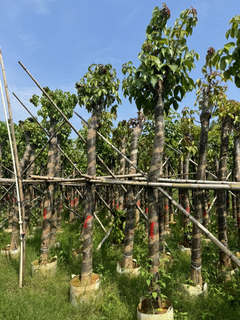 秋枫树10～12公分基地直销规格齐全欢迎老板来电咨询