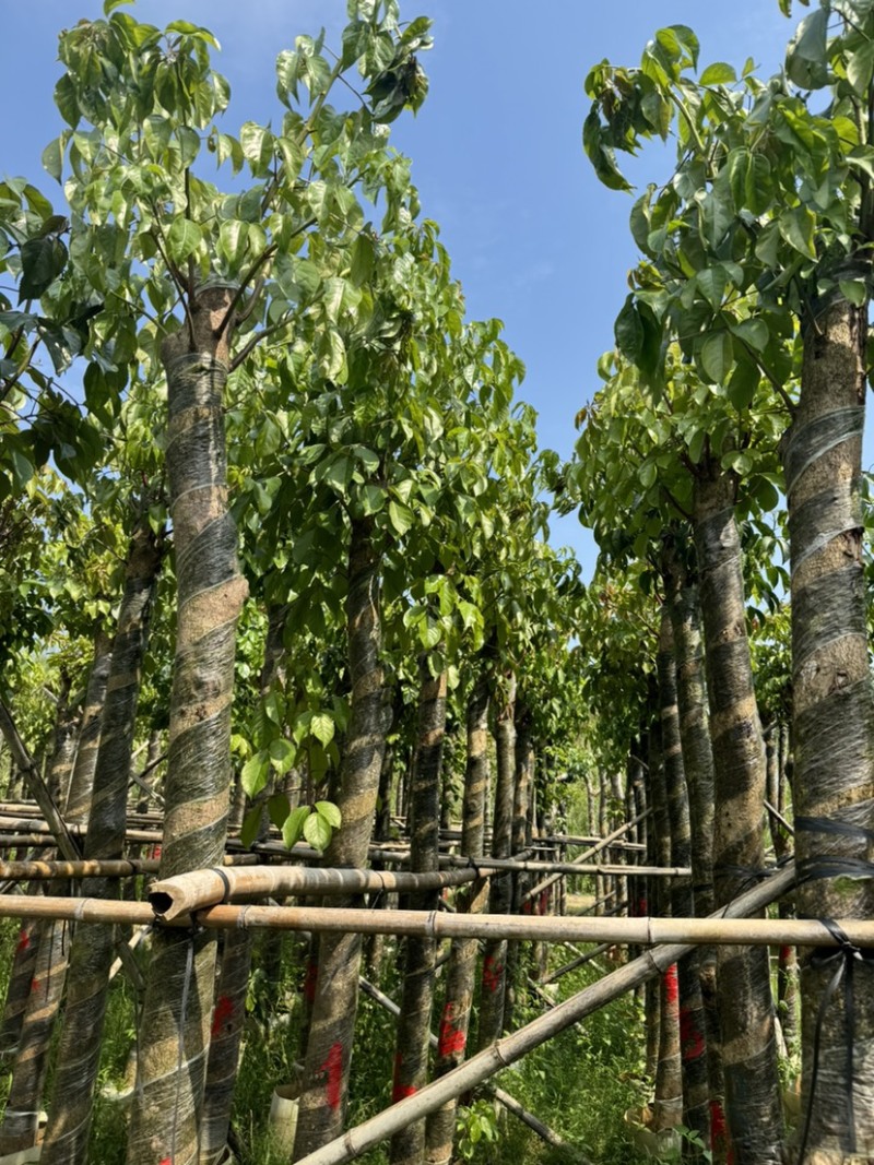 秋枫树10～12公分基地直销规格齐全欢迎老板来电咨询