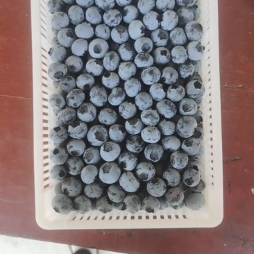 新鲜蓝莓