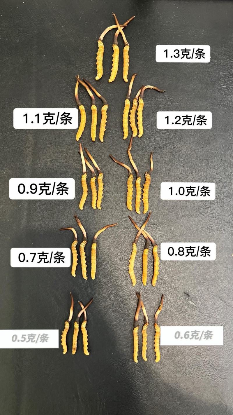 2024年西藏野生新鲜虫草，纯干刷，产地直发