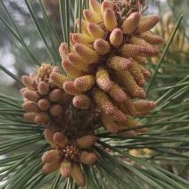 沂蒙山松花粉