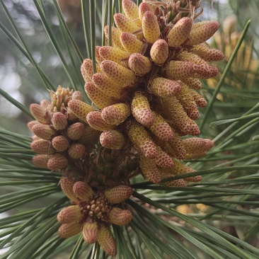 沂蒙山松花粉