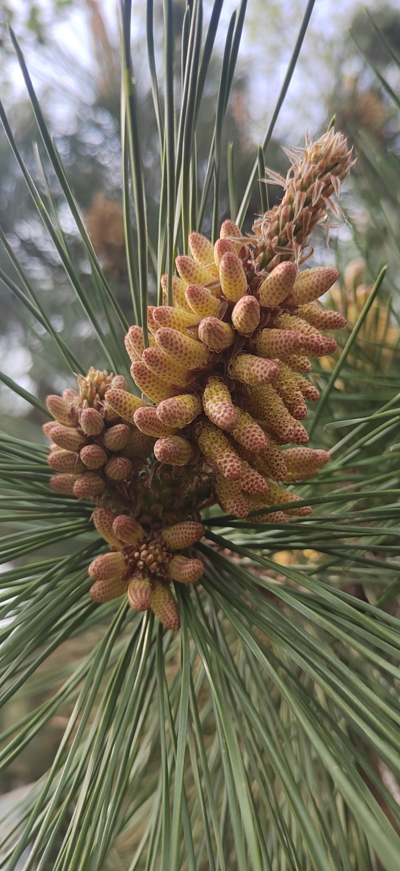 沂蒙山松花粉