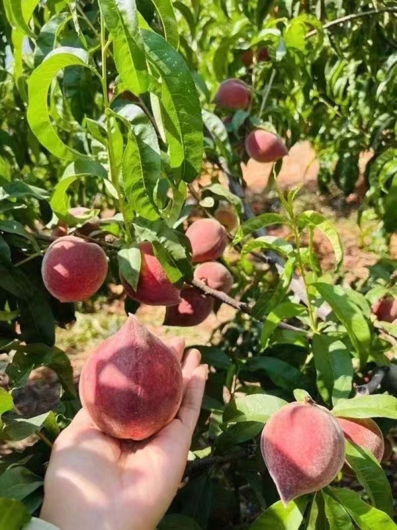 四川攀枝花米易黑美人脆桃水蜜桃