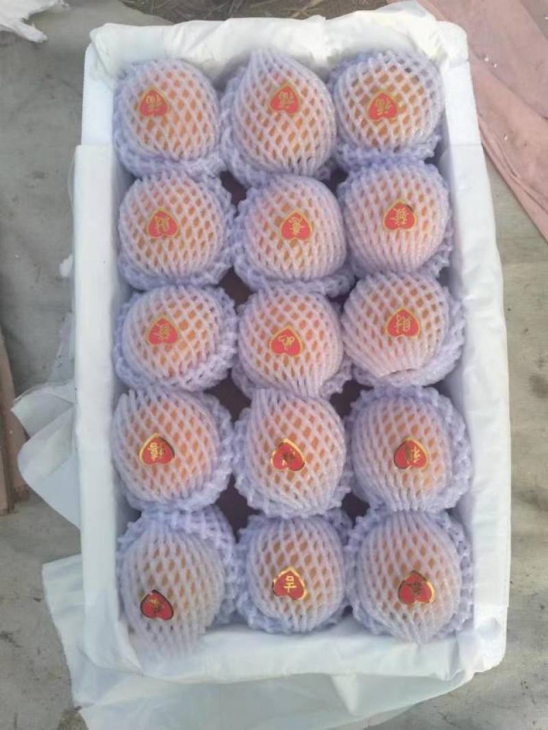 新鲜大荔杏，金太阳，丰源红，太平红