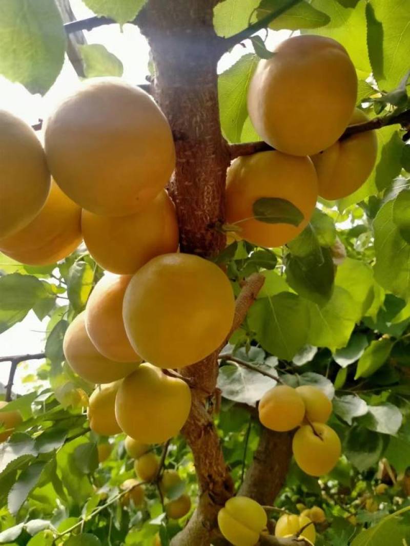 新鲜大荔杏，金太阳，丰源红，太平红