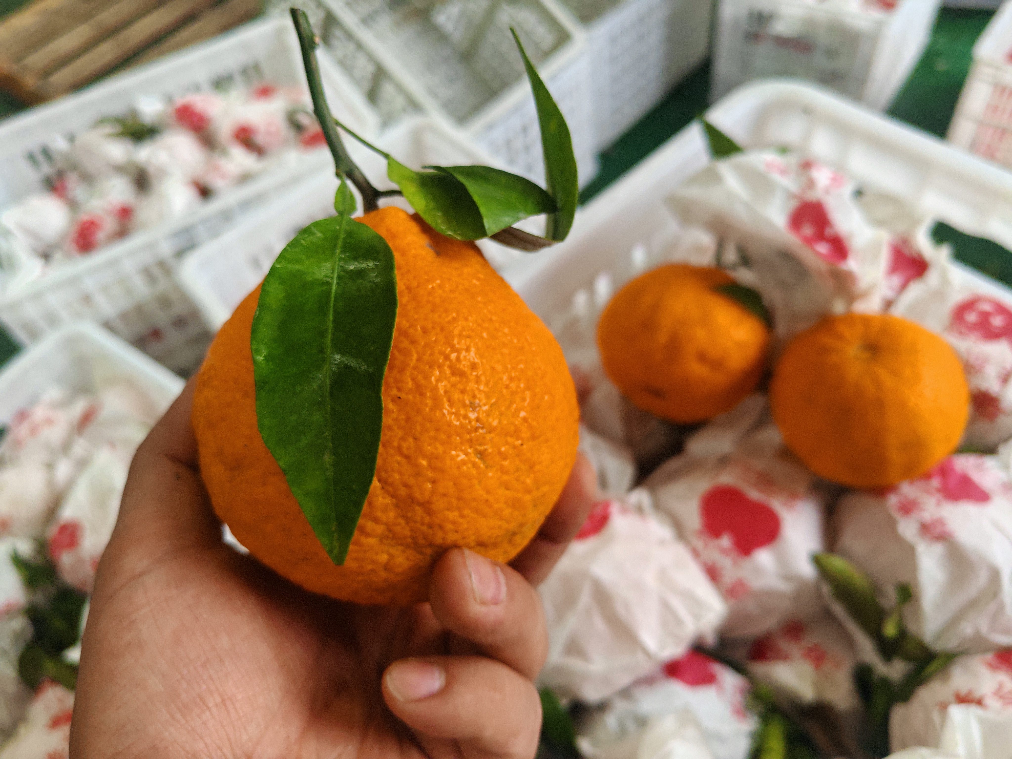 活力甜橙果实特写：表皮略带麻点但油胞饱满，橙红色泽均匀，横切面可见紧密多汁囊瓣，果肉呈明艳橙色，无核或少核，表面挂有晶莹果汁液滴
