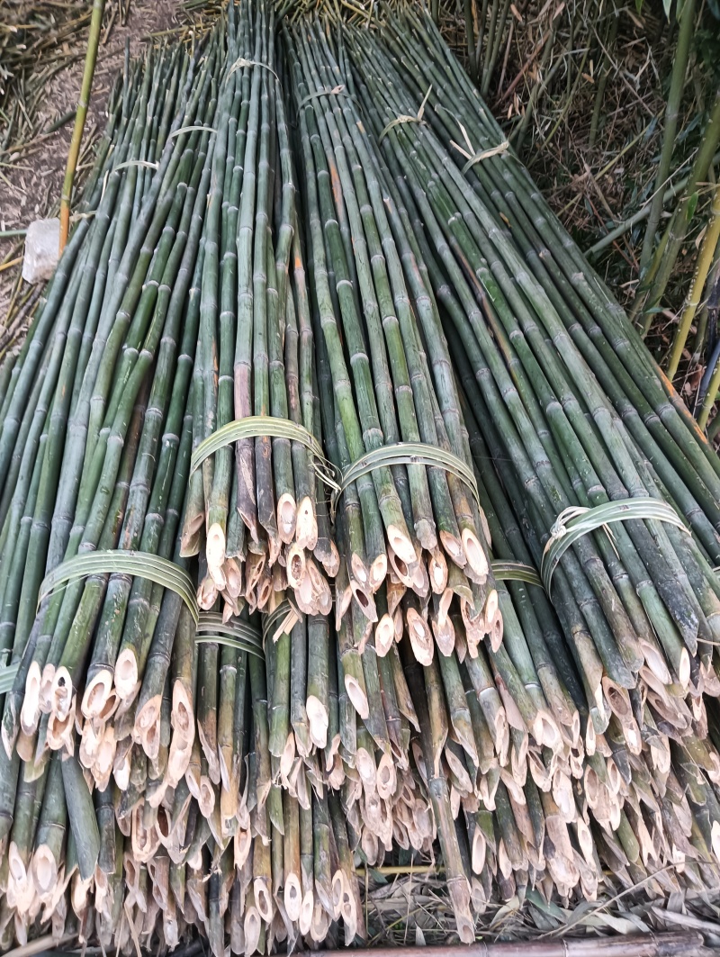 竹子竹竿(欢迎来电）生产销售
