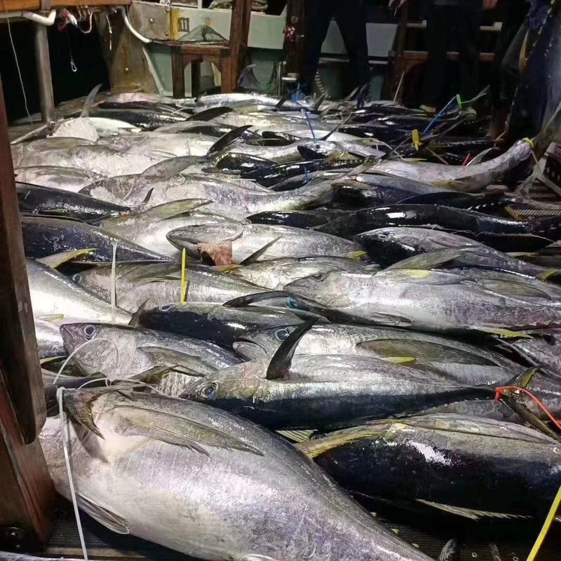 冰鲜大目蓝鳍黄鳍金枪鱼放血刺身鱼8-150斤整条批发