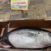 冰鲜大目蓝鳍黄鳍金枪鱼放血刺身鱼8-150斤整条批发
