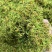 金银花新货上市