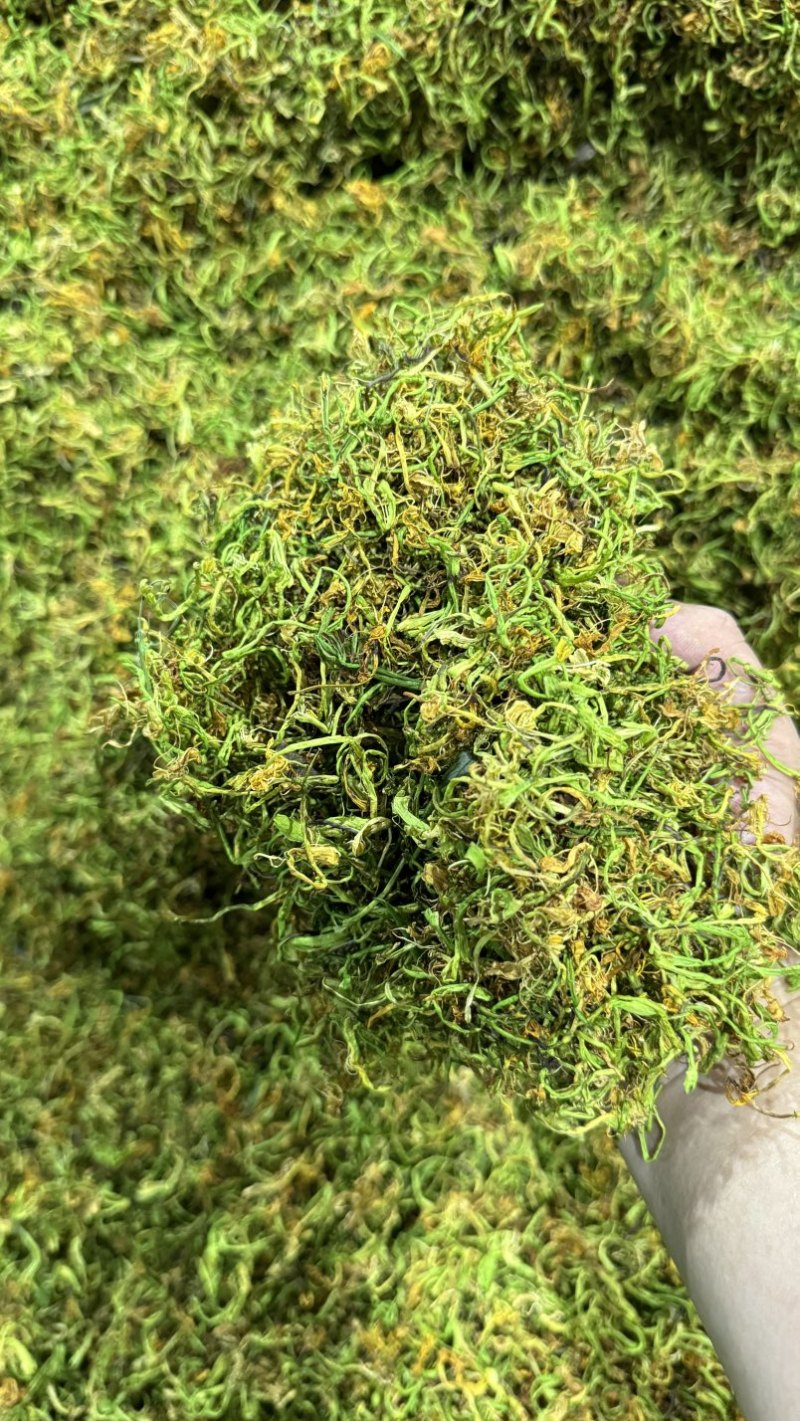 金银花新货上市