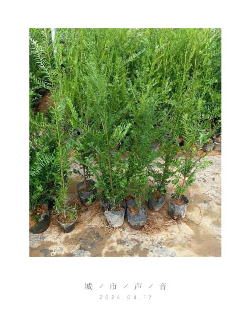 红豆杉苗