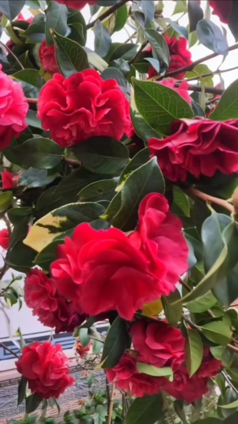 茶花苗【多个品种，七仙女，十八学士，红茶花，巨型红茶花】