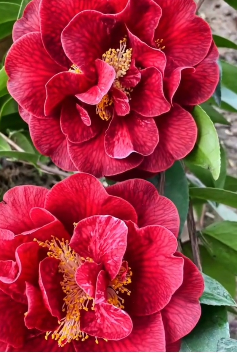 茶花苗【多个品种，七仙女，十八学士，红茶花，巨型红茶花】