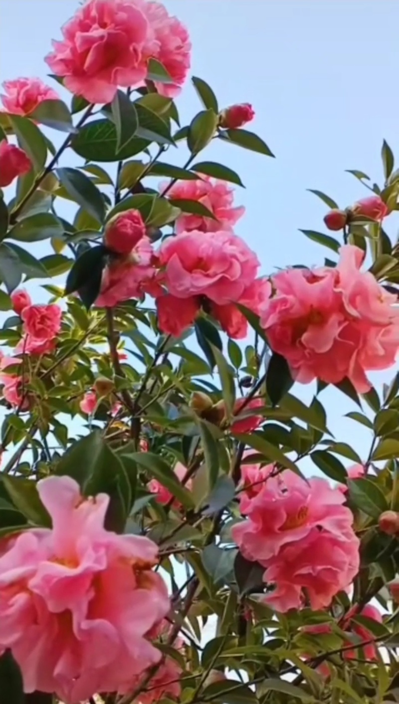 茶花苗【多个品种，七仙女，十八学士，红茶花，巨型红茶花】
