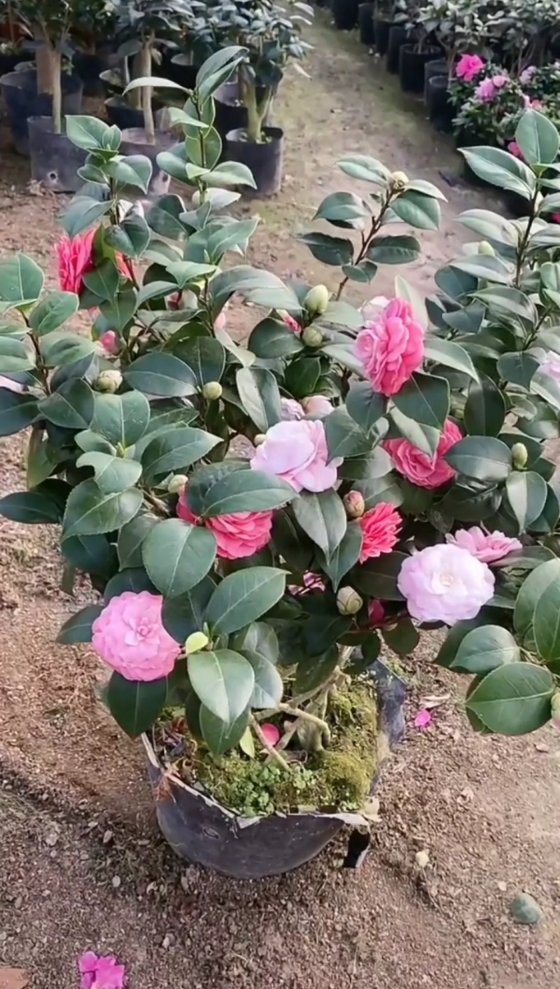 茶花苗【多个品种，七仙女，十八学士，红茶花，巨型红茶花】