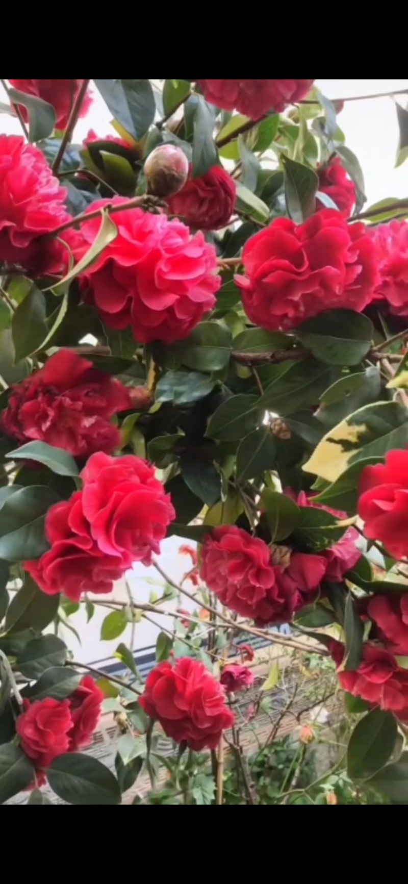 茶花苗【多个品种，七仙女，十八学士，红茶花，巨型红茶花】
