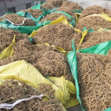 河北，中药材防风大量有货，产地直销，代收代卖，大量走货