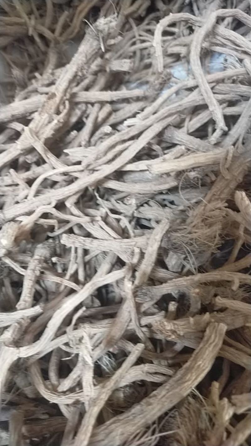 河北，中药材防风大量有货，产地直销，代收代卖，大量走货