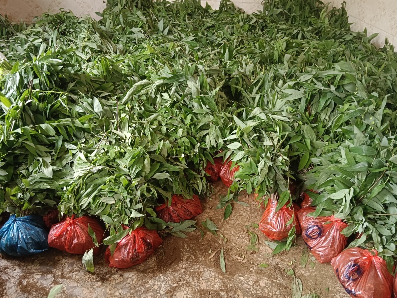 黃精种苗，姜形多花黄精种苗，冬天倒苗，抗病高产品种，成活率高