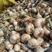 山东大蒜，精加工扒皮白皮大蒜，可对接腌制厂，产地现发货，