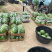 江苏徐州新沂头茬精品美都麒麟无籽西瓜6到14斤大量上市