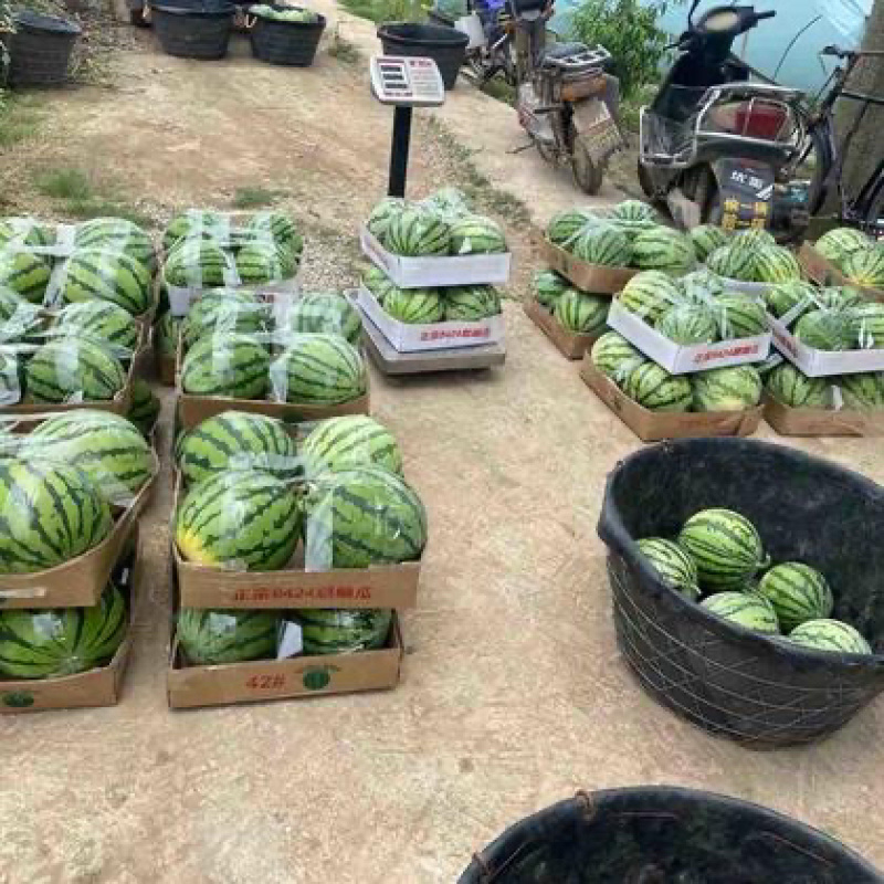 江苏徐州新沂头茬精品美都麒麟无籽西瓜6到14斤大量上市