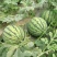 江苏徐州新沂头茬精品美都麒麟无籽西瓜6到14斤大量上市
