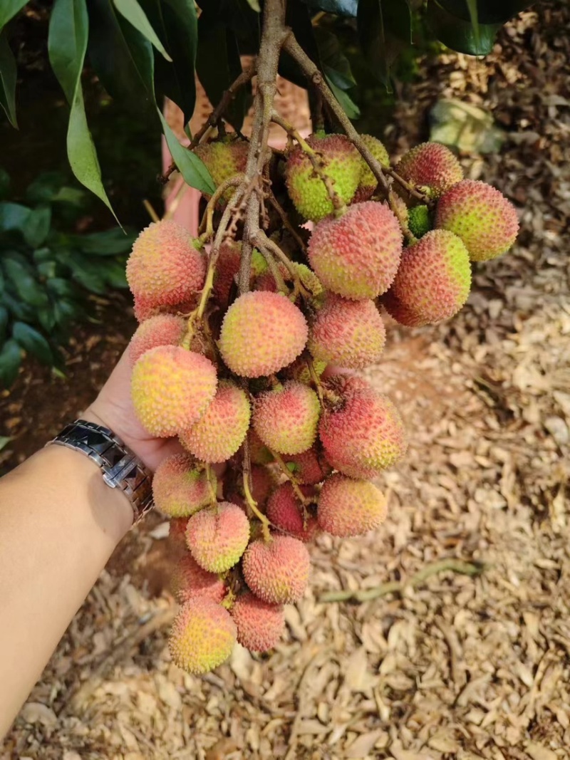 广东茂名荔枝妃子笑5月中旬，产地直销，品质优选