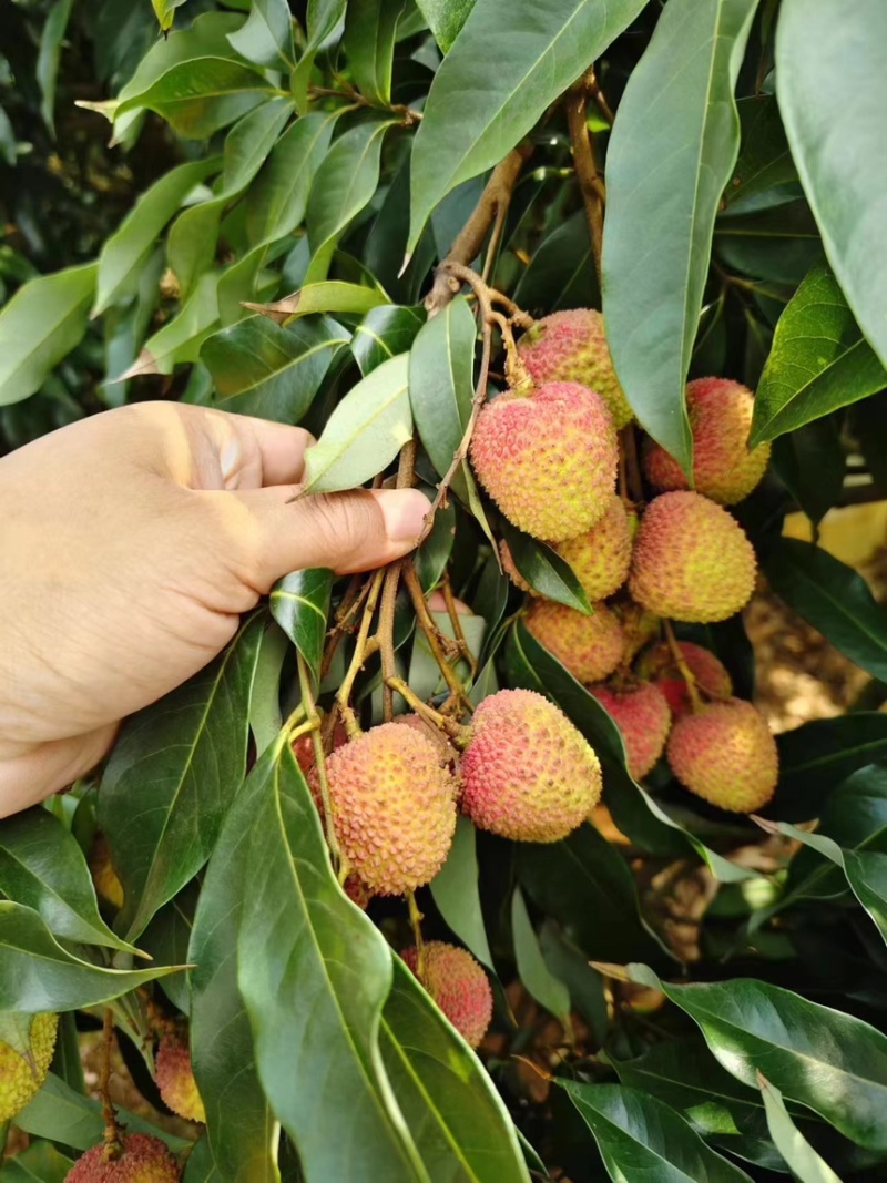 广东茂名荔枝妃子笑5月中旬，产地直销，品质优选